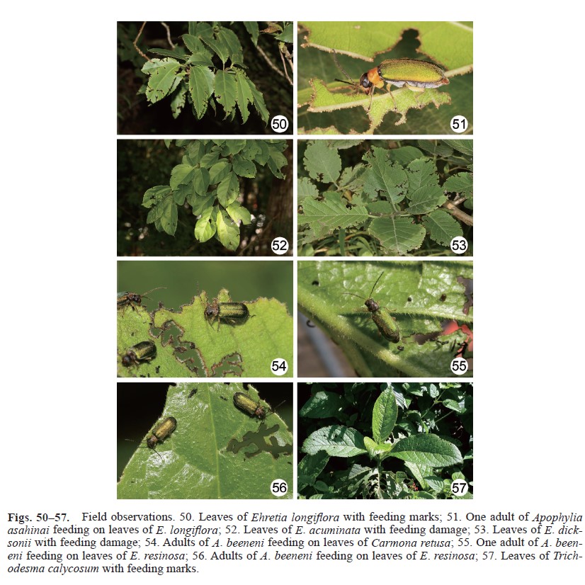 Field observations. 50. Leaves of Ehretia longiflora with feeding marks,  51. One adult of Apophylia asahinai feeding on leaves of E. longiflora,  52. Leaves of E. acuminata with feeding damage,  53. Leaves of E. dicksonii with feeding damage,  54. Adults of A. beeneni feeding on leaves of Carmona retusa,  55. One adult of A. beeneni feeding on leaves of E. resinosa,  56. Adults of A. beeneni feeding on leaves of E. resinosa,  57. Leaves of Trichodesma calycosum with feeding marks.